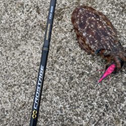 コウイカエギング