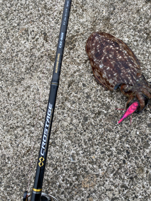 コウイカエギング