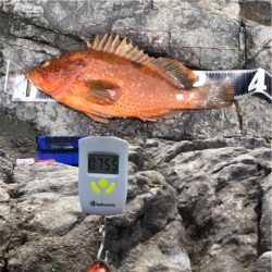 沖磯でヒラメとハタ！！！