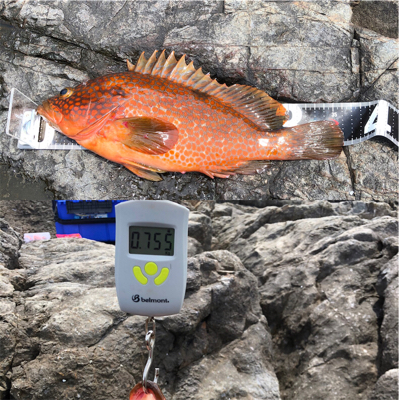 沖磯でヒラメとハタ！！！