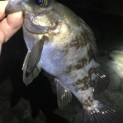 雨上がりのメバル