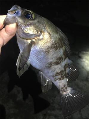 雨上がりのメバル