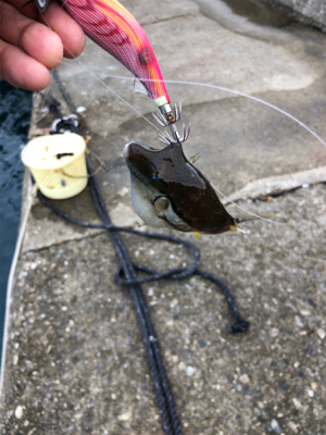 雨の止みまに。