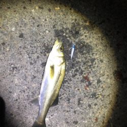 セイゴとヒラセイゴ