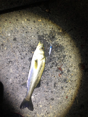 セイゴとヒラセイゴ