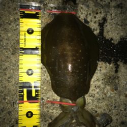 2日連続アオリイカ  GET＼(^o^)／