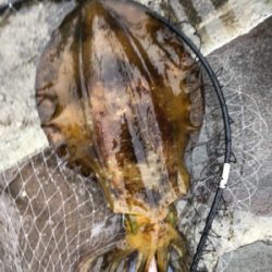 今年初エギング