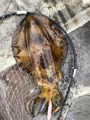 今年初エギング