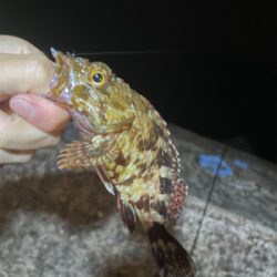 まだメバル全然いる!