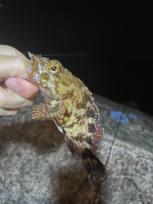 まだメバル全然いる!