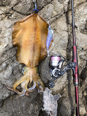 自分的に大漁(*゚∀゚*)