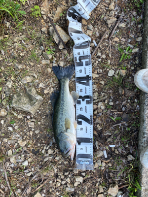 いつもの川にて