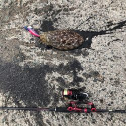 追い風5m予報の中でのエギング!