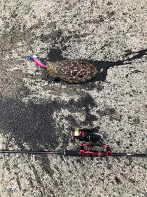 追い風5m予報の中でのエギング!