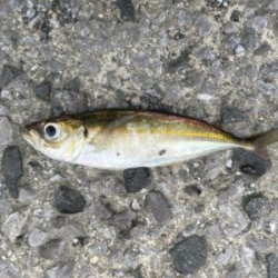 佐賀関ランガン