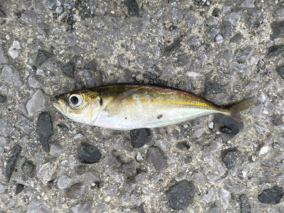 佐賀関ランガン