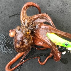 初船タコ