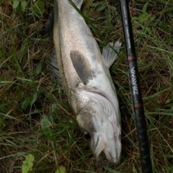 今年初VJフィッシュ