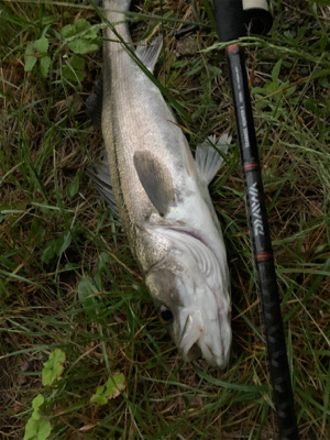 今年初VJフィッシュ