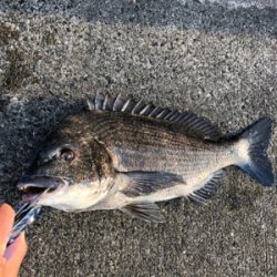 エビ撒き　ノッコミ中