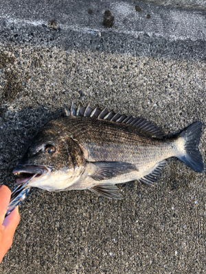 エビ撒き　ノッコミ中