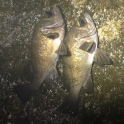 サーフメバリング