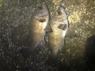 サーフメバリング