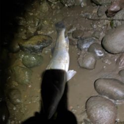 増水の中なんとか1匹