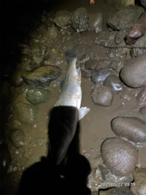 増水の中なんとか1匹