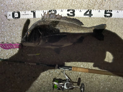 マニックでチヌ