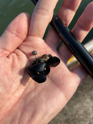 落とし込み釣り