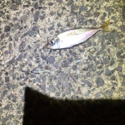 コウイカ とアジ