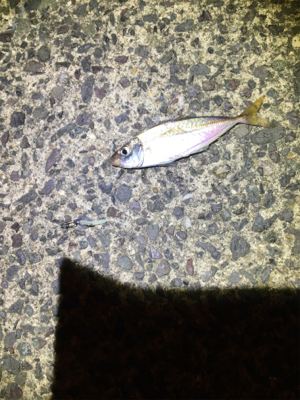 コウイカ とアジ