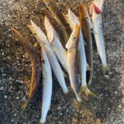 今日のカマスはデカかった