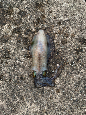 2杯ゲット❗️…