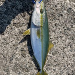 ショアジグハマチ