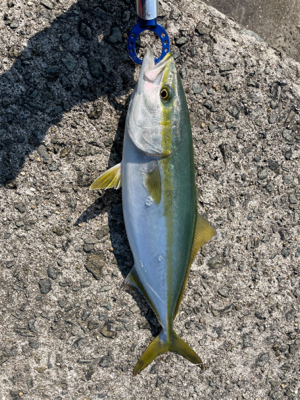 ショアジグハマチ