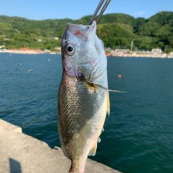 キス狙ってグチ釣れた
