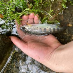 夕マズメのアマゴ！