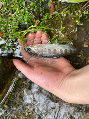 夕マズメのアマゴ！