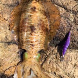 6時間やって当たり1回のみ…