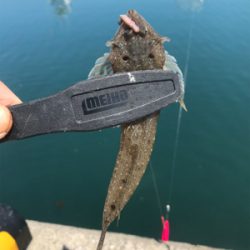 水潮を避けて五目達成!