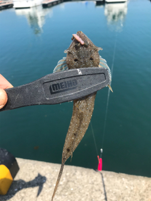 水潮を避けて五目達成!