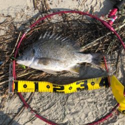 親父たちの釣行 シーバス編