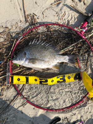 親父たちの釣行　シーバス編