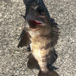 2021ライトゲーム第15戦