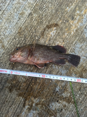 ライトワインド