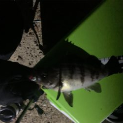 タコ！タコ！タコ！タコ！・・・メバル♪