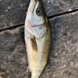 エビ撒きで活性化