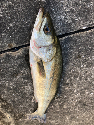 エビ撒きで活性化